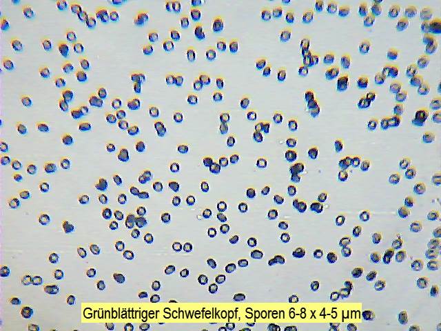 Sporen Grünblättriger Schwefelkopf